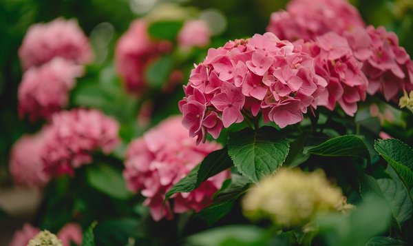 Pflegetipps für rosa Hortensien