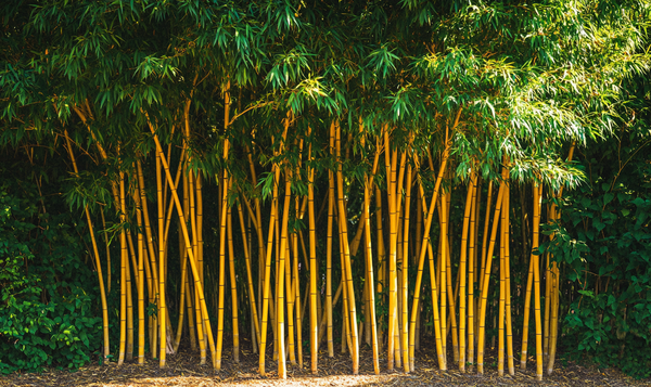 Phyllostachys aureosulcata: Der Goldrohrbambus