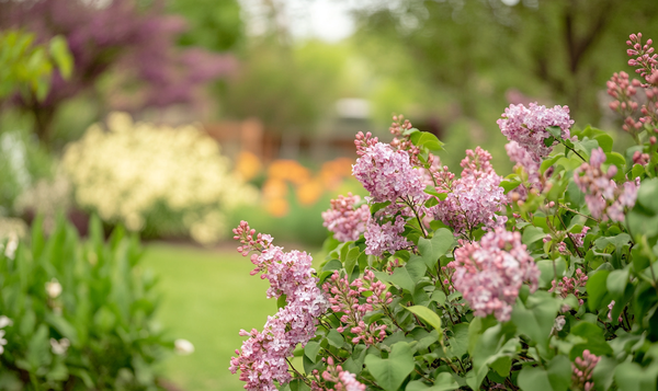 Preston-Flieder (Syringa x prestoniae)