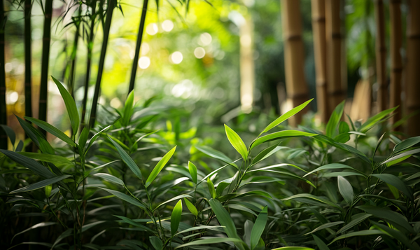 Pseudosasa japonica: Der Pfeilbambus