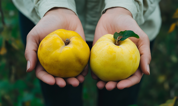Quittensorten: Eine Vielfalt an Aromen und Formen