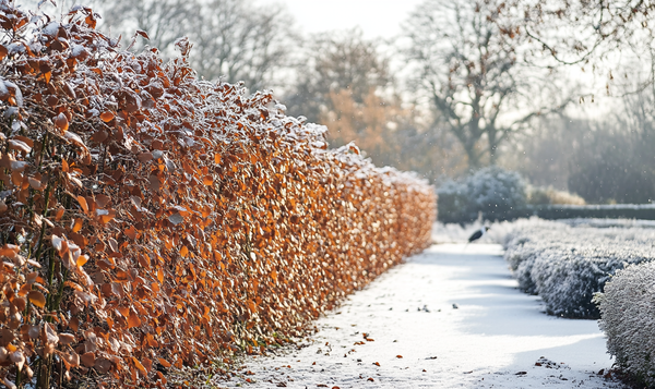 Rotbuchenhecke: Winterharter Sichtschutz