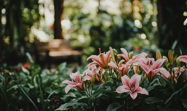 Schattentolerante Lilienarten