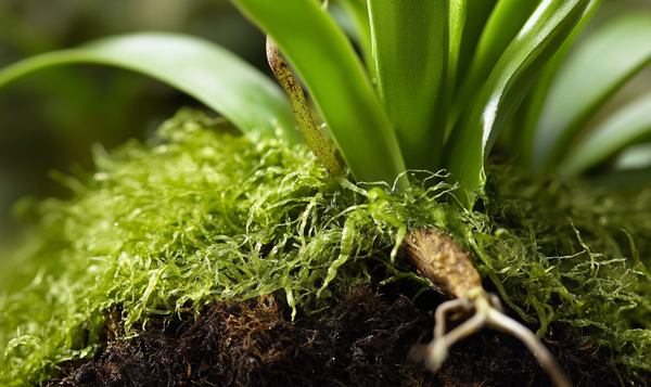 Sphagnum Moos als Substrat für Orchideen
