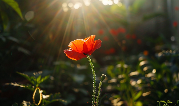 Standortbedingungen für den Türkischen Mohn