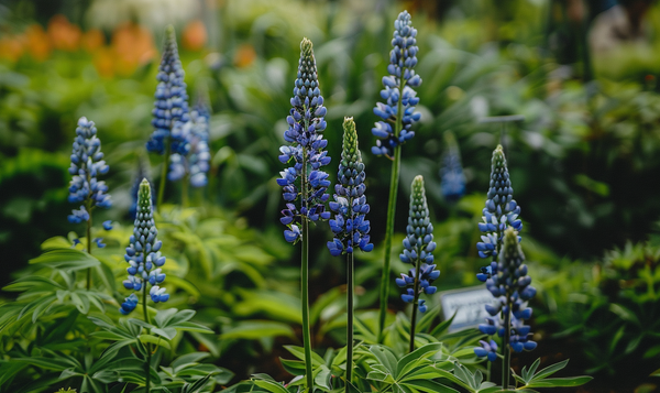 Sturmhut (Aconitum)