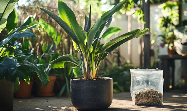 Substrat und Umtopfen der Strelitzia nicolai