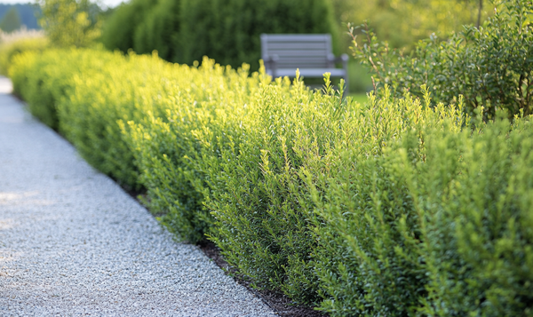 Taxus Media