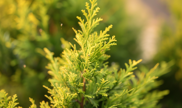 Thuja-Miniermotte: Verursacher von Triebsterben und Verkahlung