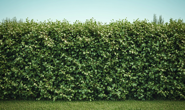 Tipps für eine gesunde und dichte Hainbuchenhecke