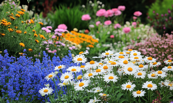 Ungefüllte Blüten bevorzugen
