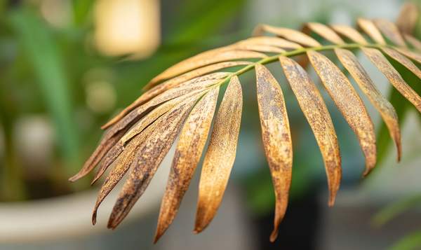 Ursachen für das Eingehen einer Palme