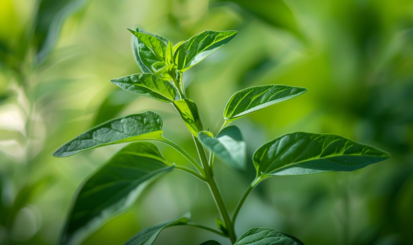 Ursachen für eine ausbleibende Blüte