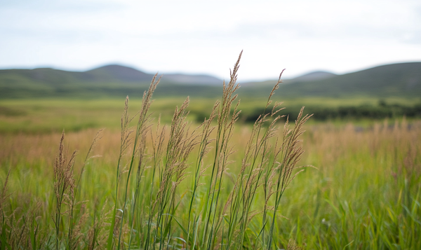 Vegetative Merkmale zur Bestimmung