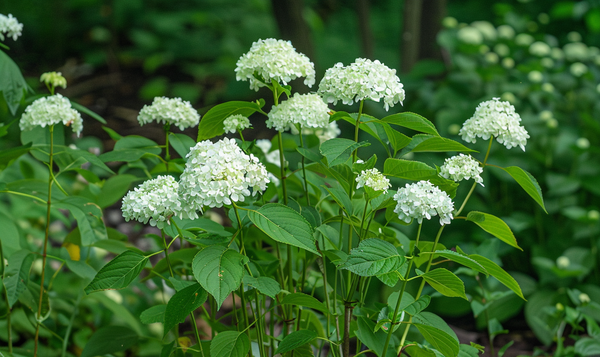 Verwendungsmöglichkeiten im Garten