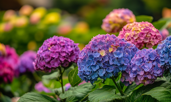 Vorbereitung der Blüten