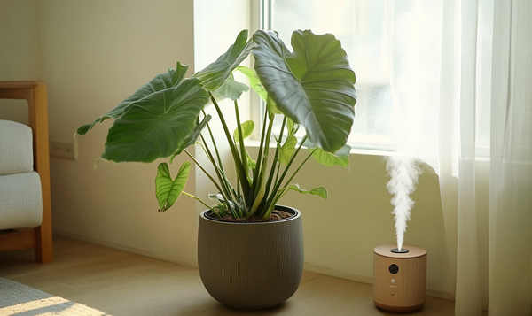 Vorbeugung von Spinnmilben auf Alocasia-Pflanzen