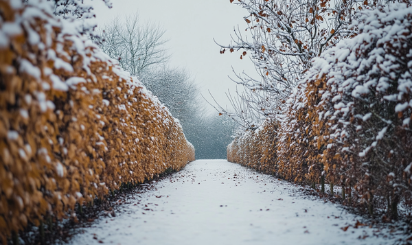 Vorteile einer Hainbuchenhecke im Winter