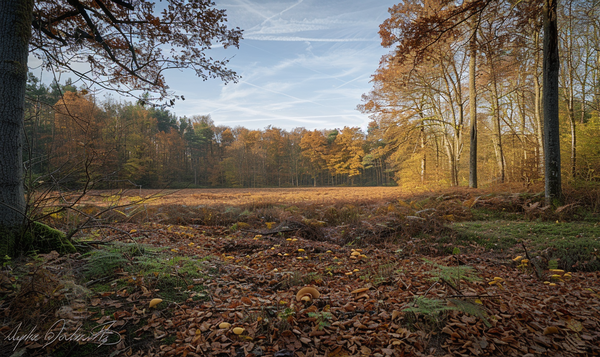 Waldrand, Weg oder tiefer Wald?
