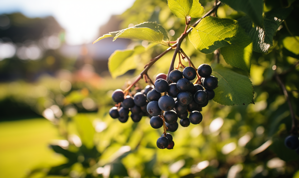 Wann sind Aroniabeeren reif?