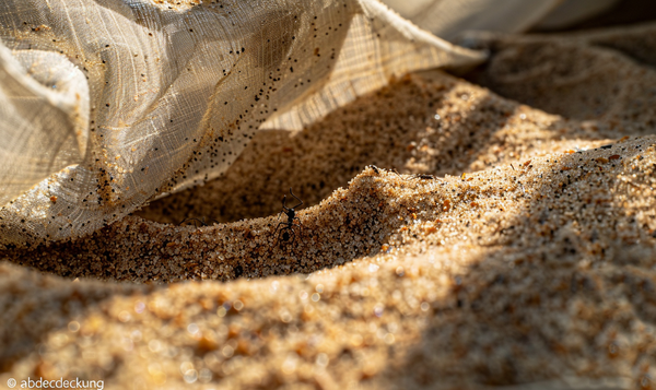 Warum bevorzugen Ameisen den Sandkasten?