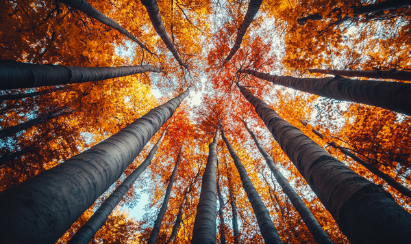 Warum sich Blätter im Herbst verfärben
