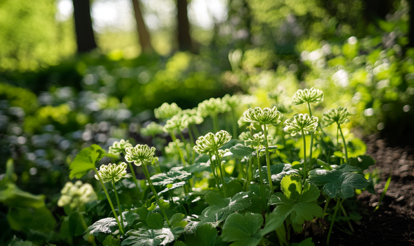 Weicher Frauenmantel (Alchemilla mollis)