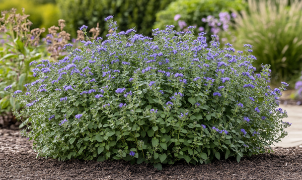 Widerstandsfähigkeit der Bartblume gegenüber Krankheiten und Schädlingen