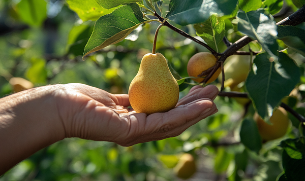 Wie ernte ich Birnen richtig?