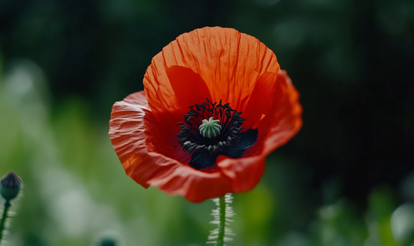 Wildblumen und Wildpflanzen