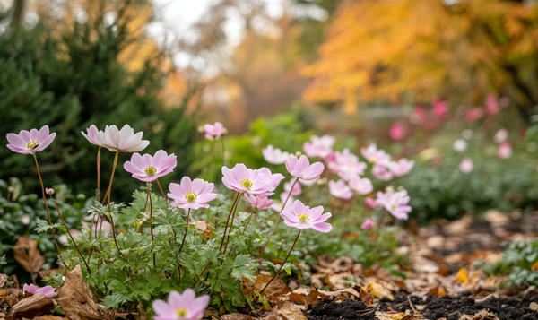 Winterharte Anemonenarten