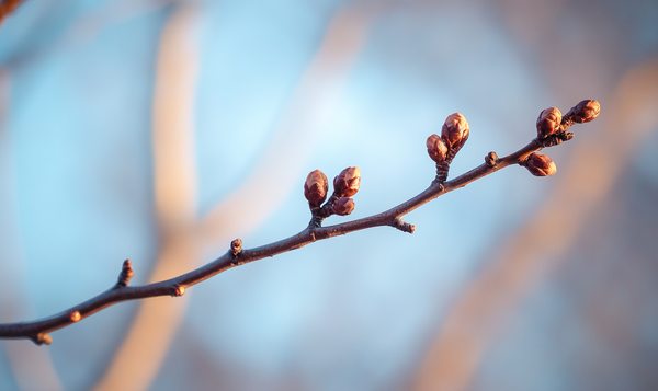 Winterschnitt