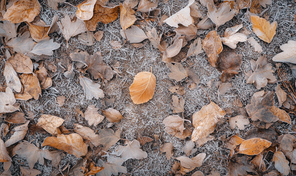 Winterschutz für Garten-Alpenveilchen