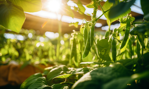 Woran Sie die Erntereife erkennen