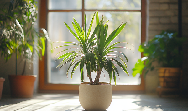 Yucca-Palme