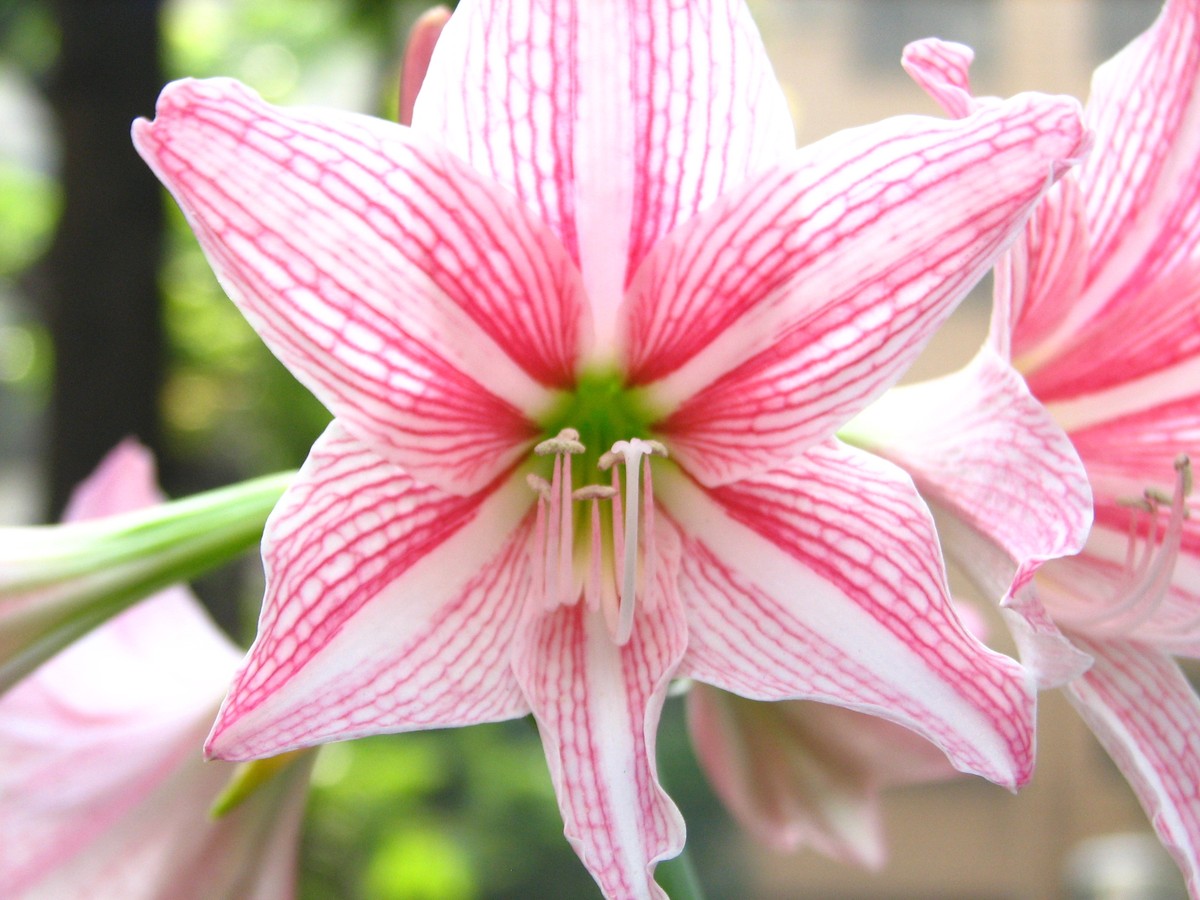 amaryllis_bild