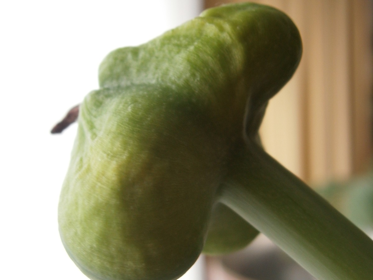 amaryllis_fruechte