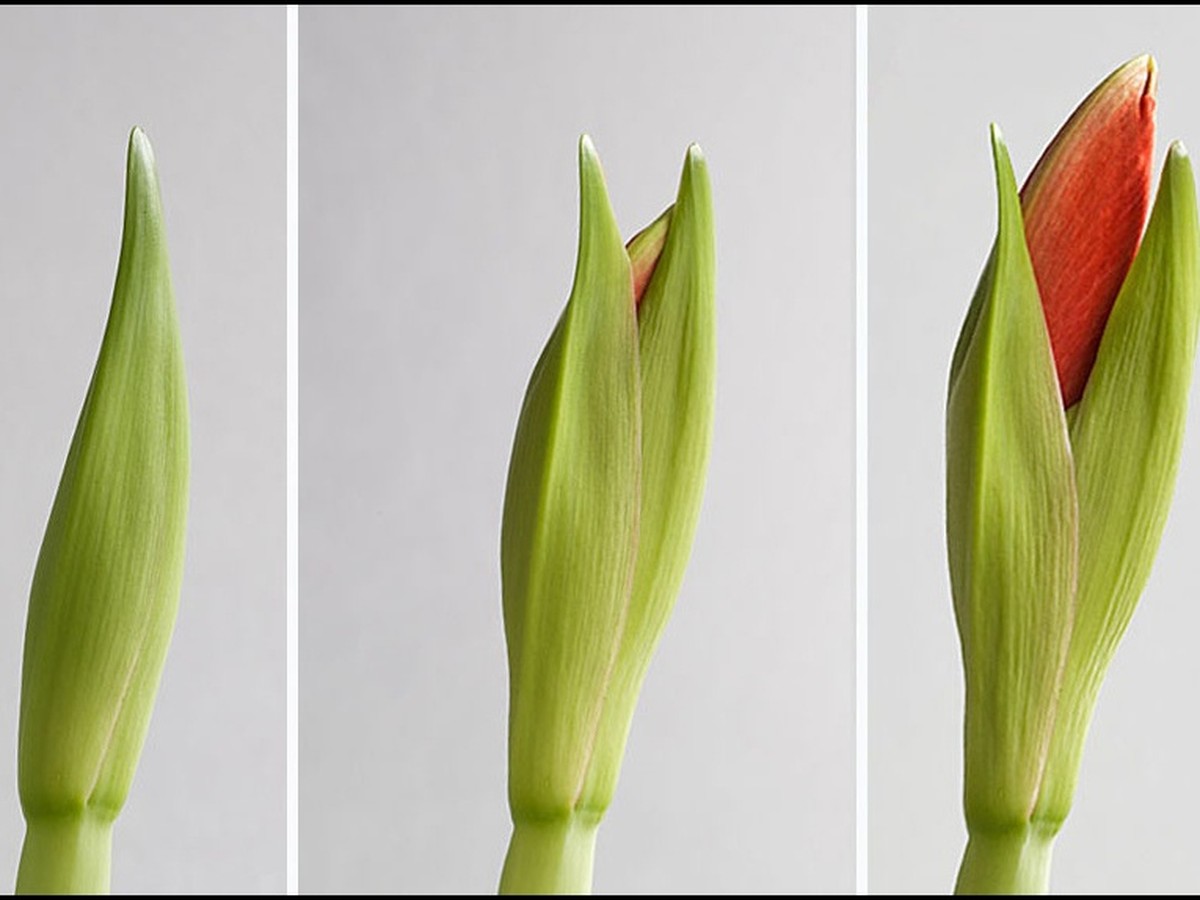 amaryllis_knospen