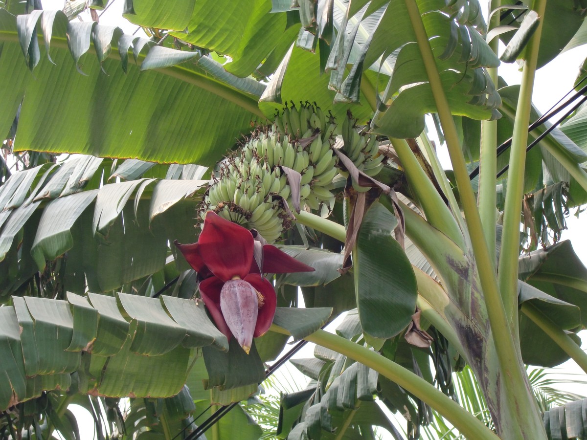 bananenpflanze_bild