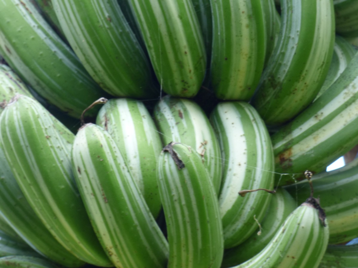 bananenpflanze_fruechte