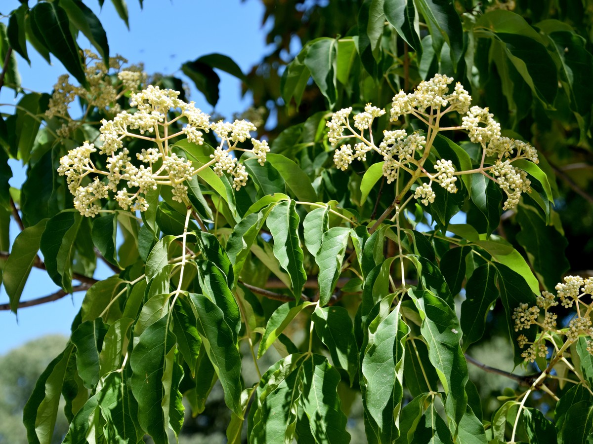 bienenbaum_bluete