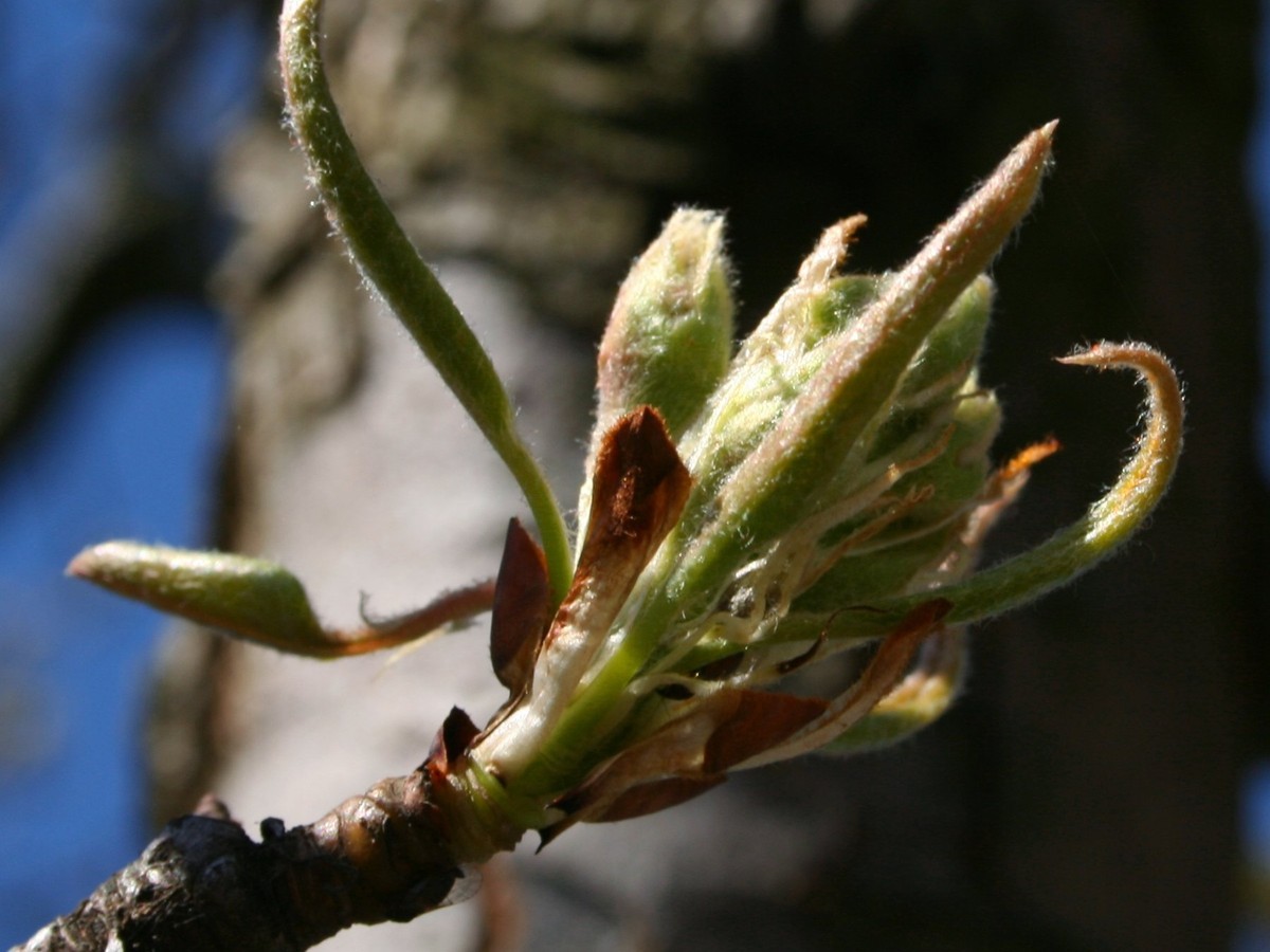 birnbaum_knospen