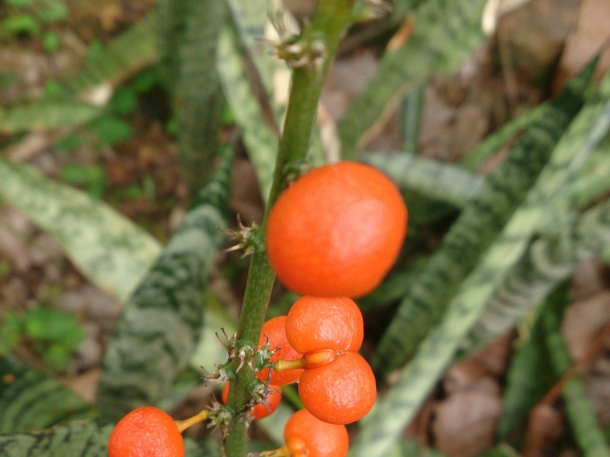 bogenhanf_fruechte