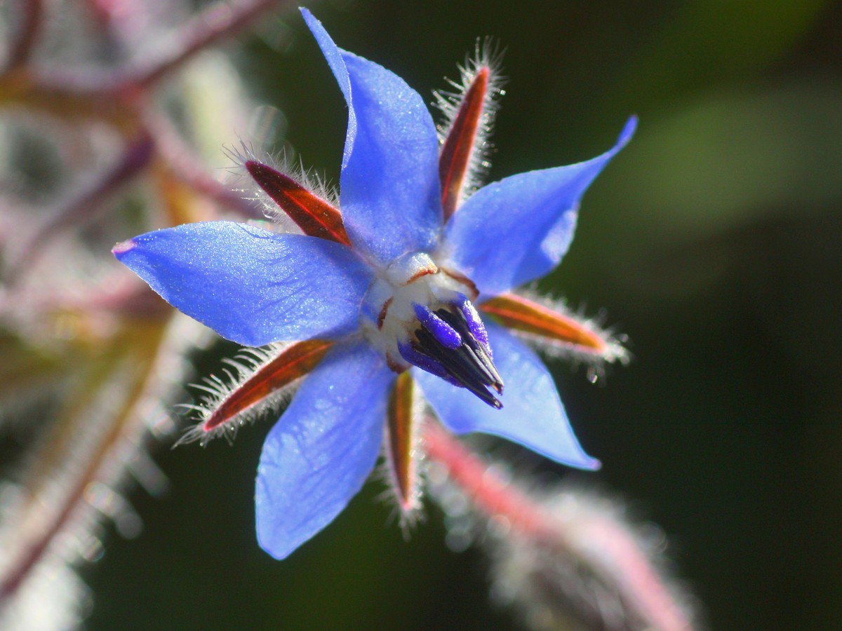 borretsch_bluete