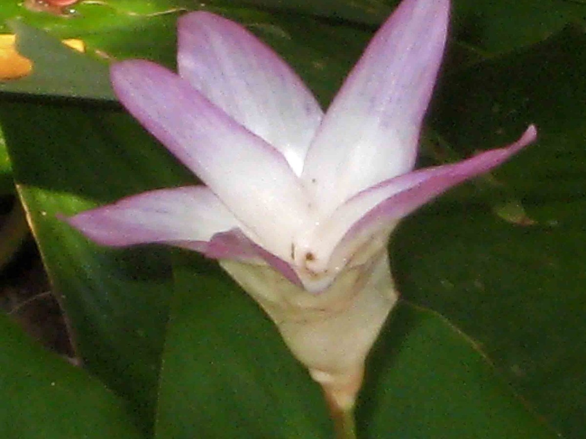 calathea_bluete