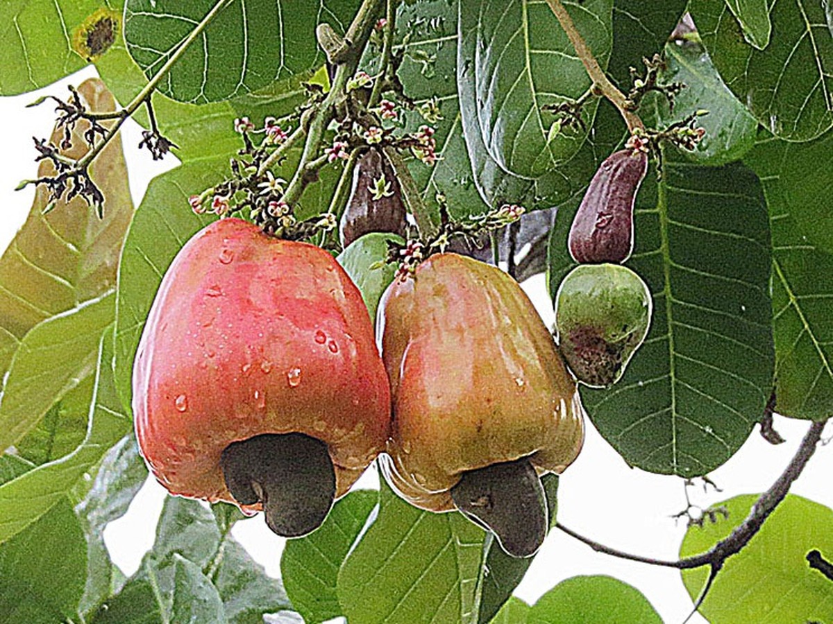cashewbaum_bild_2