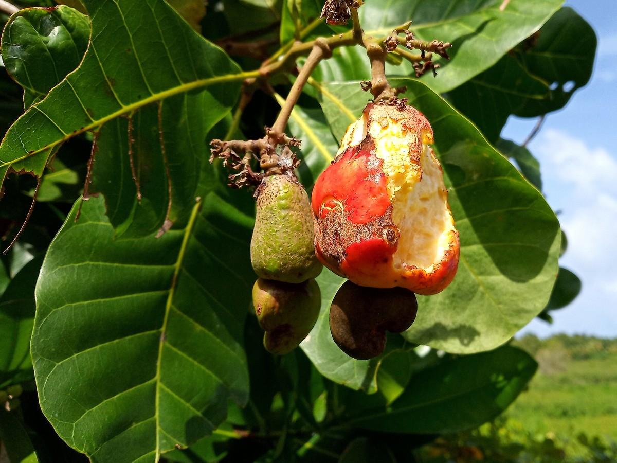 cashewbaum_bild