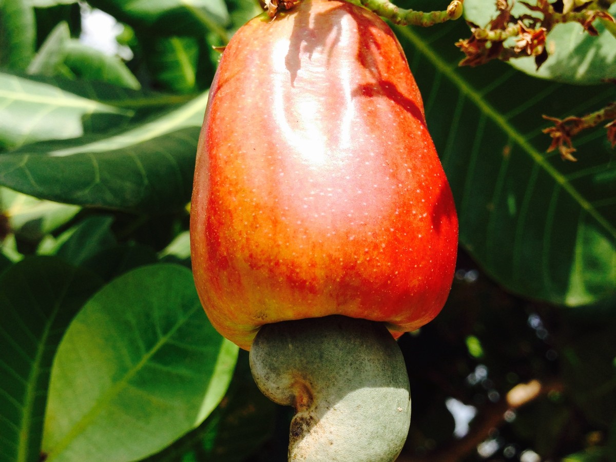cashewbaum_fruechte