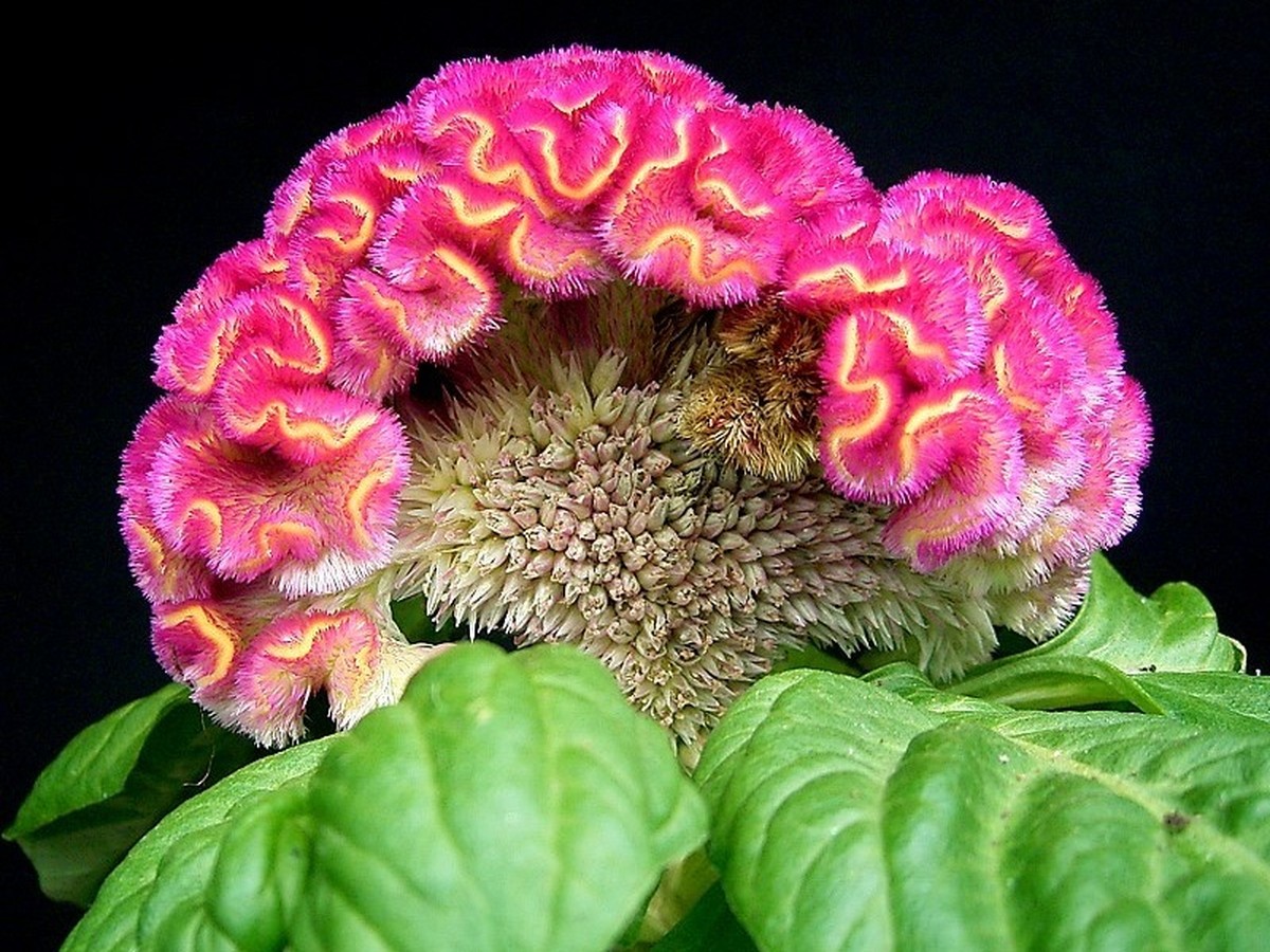 celosia_bild_2