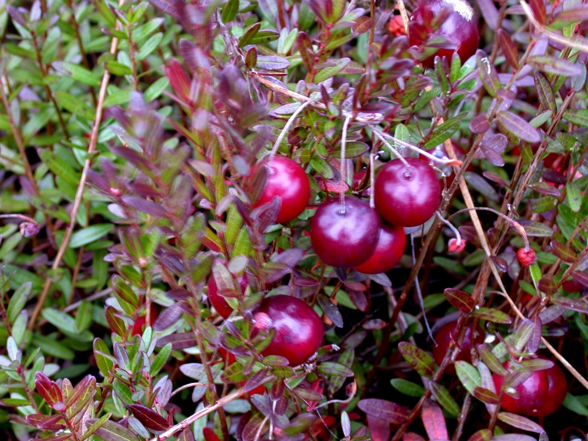cranberry_bild